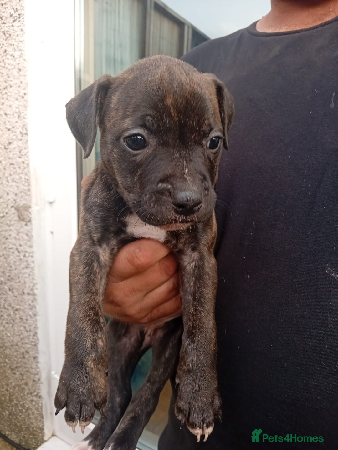 American Bulldog dogs for sale: Amercian Bulldog Pups 🐾  - Image 7