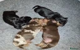 Dachshund dogs for stud: Miniature Dachshund Stud Kc registered & Pra clear in Stowmarket - Image 13