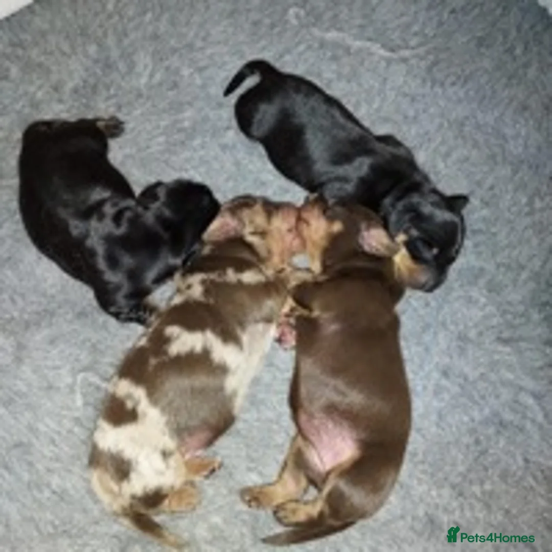 Dachshund dogs for stud: Miniature Dachshund Stud Kc registered & Pra clear in Stowmarket - Advert 13