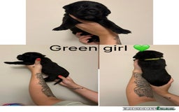 Cane Corso dogs for sale: Cane corso puppies  - Image 8