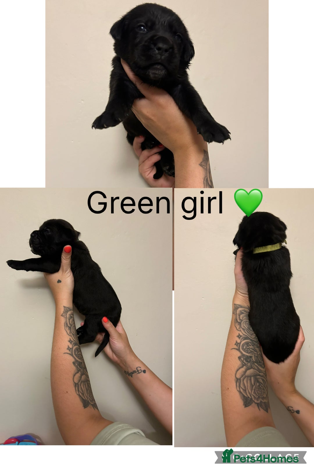 Cane Corso dogs for sale: Cane corso puppies  - Image 8