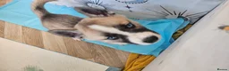 Huskita dogs for sale: Puppies for sale  - Advert 17