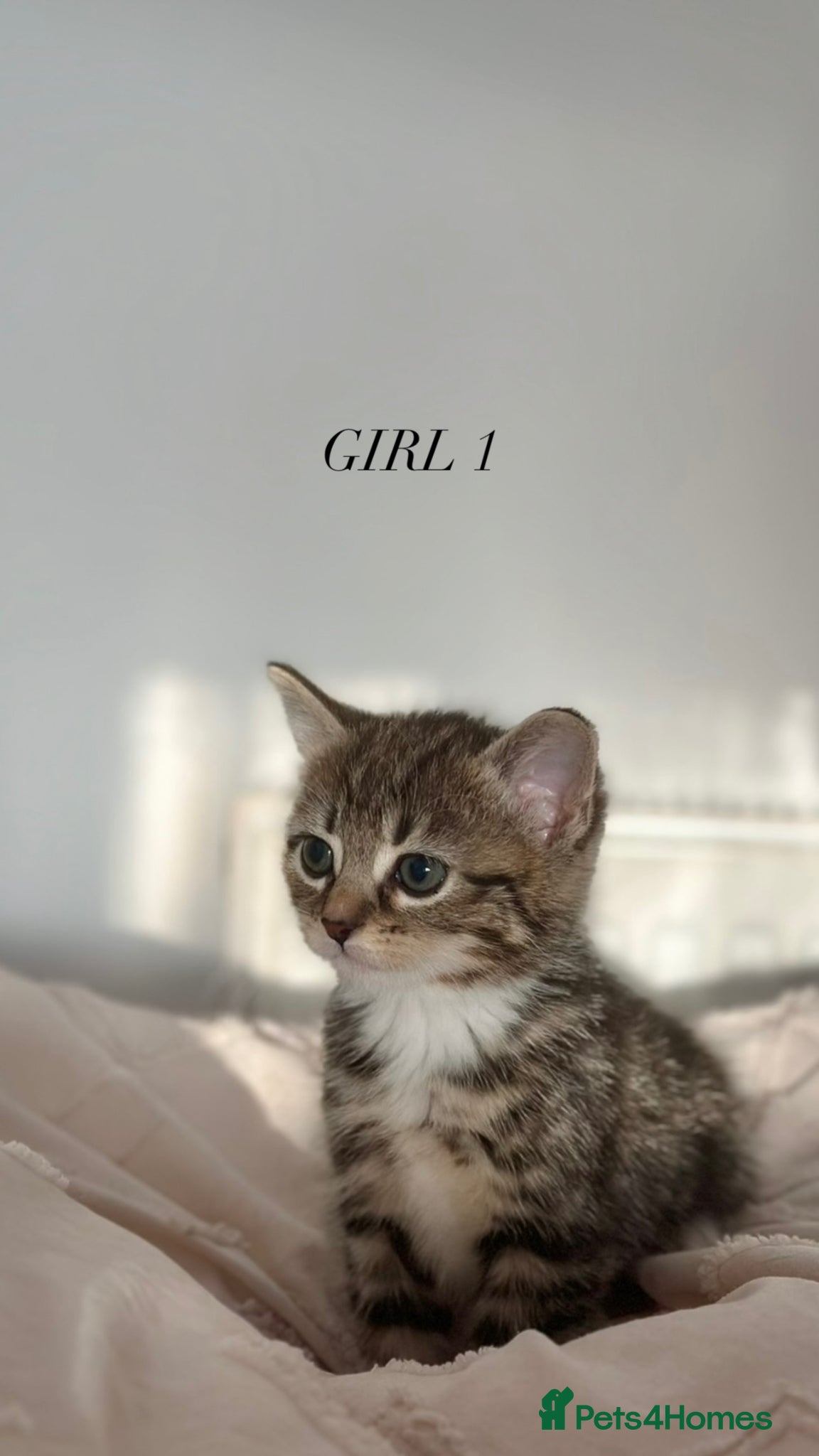 Mixed Breed cats Mixed Breed Kittens - 2 Female, 2 Male - Advert 8