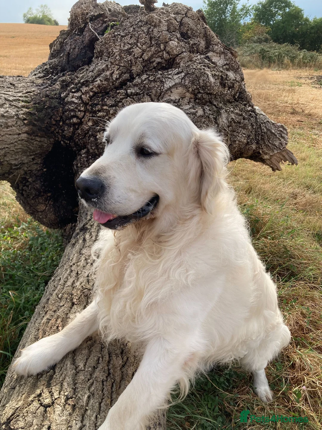 Golden Retriever dogs for sale: Playful Golden Retrievers For Sale  - Advert 2
