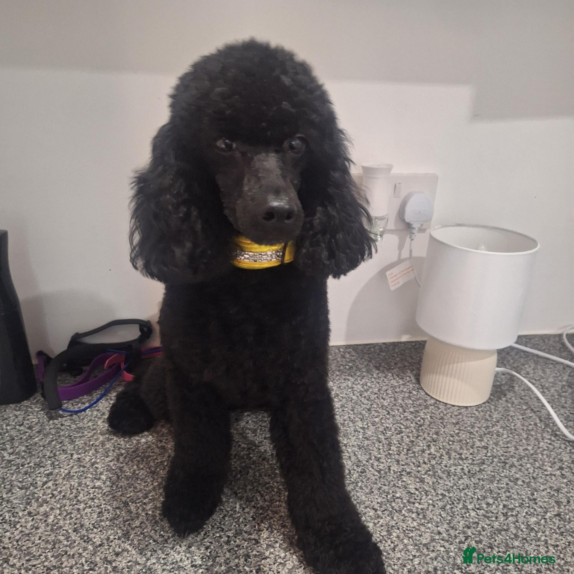 Toy Poodle dogs Kc registered black toy poodle male 2 years - Advert 9