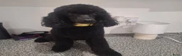 Toy Poodle dogs for sale: Kc registered black toy poodle male 2 years - Advert 1