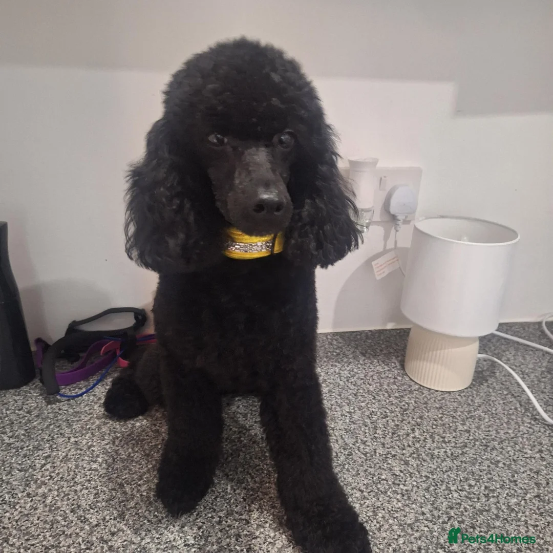 Toy Poodle dogs for sale: Kc registered black toy poodle male 2 years - Advert 1