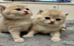 British Shorthair cats for sale: British Shorthair Golden & Bluegolden kitten GCCF - Image 9
