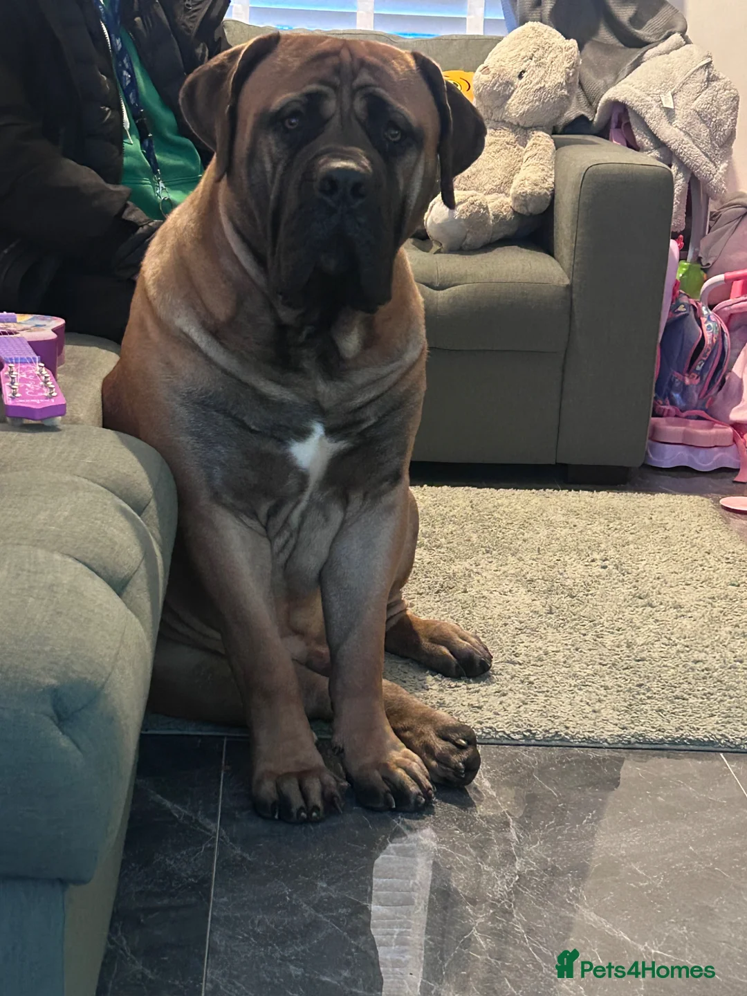 Boerboel dogs for sale: Gizmo in Glasgow - Advert 1