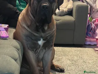 Boerboel dogs Gizmo - Advert 5