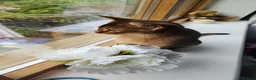 Abyssinian cats for sale: Adorable Abyssinian kittens GCCF Registered - Advert 3
