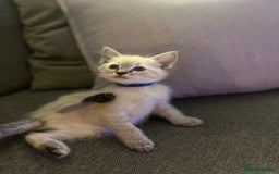 Ragdoll cats for sale: *Update- Only 1 left!* Gorgeous Ragdoll kittens!  - Image 25
