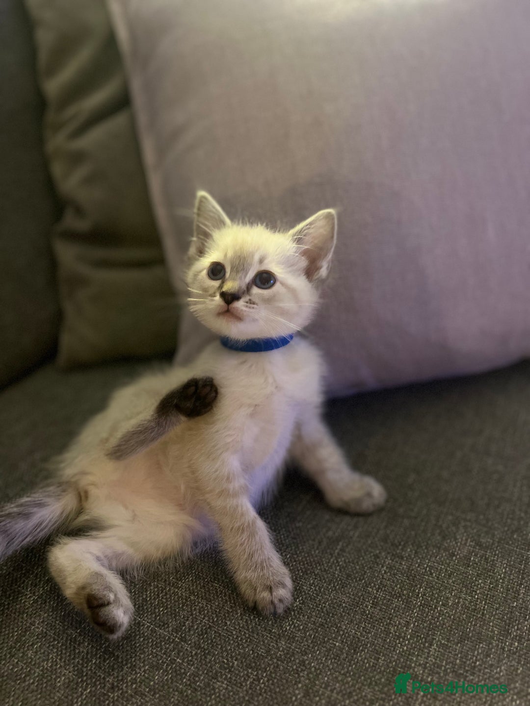Ragdoll cats for sale: *Update- Only 1 left!* Gorgeous Ragdoll kittens!  - Image 25