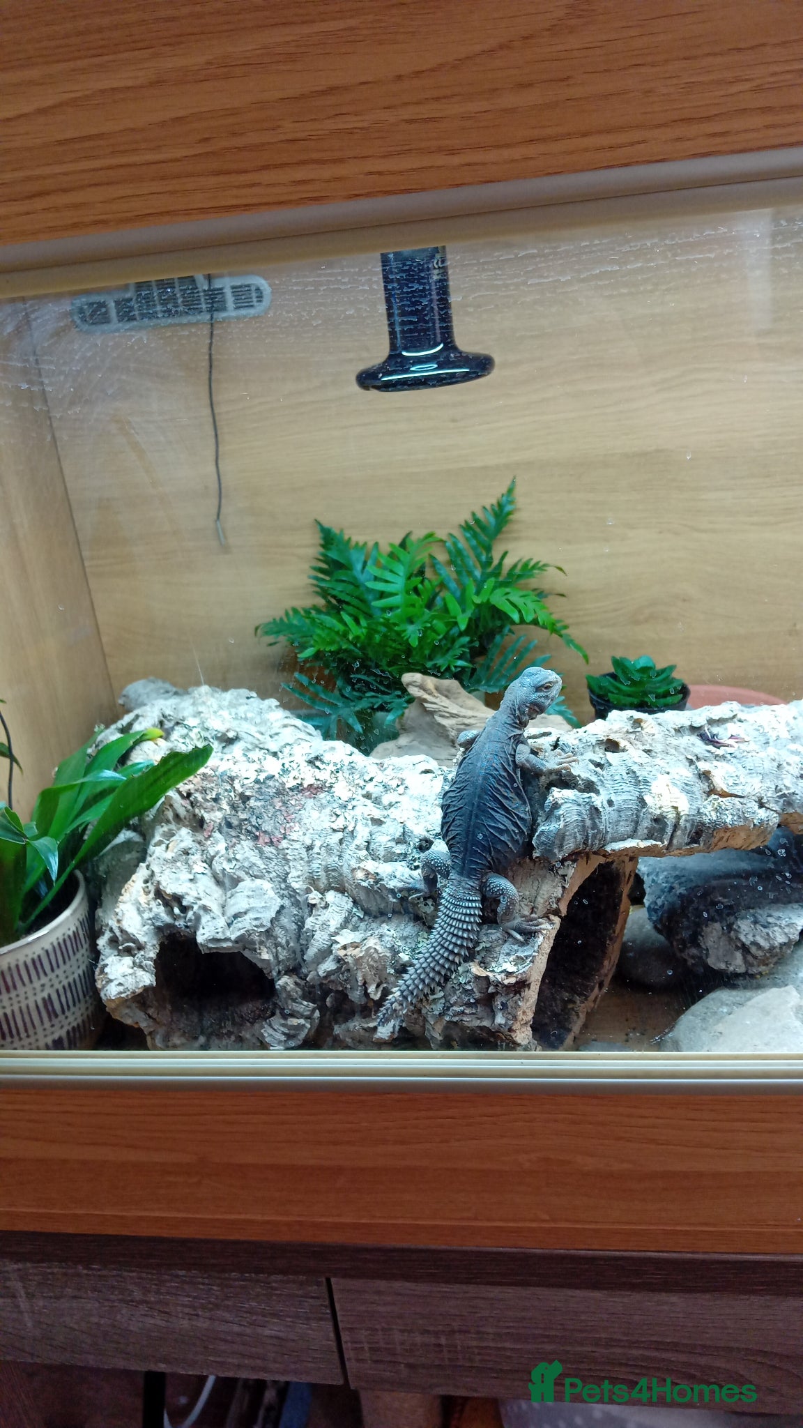 Lizard reptiles for sale: Egyptian uromastyx  - Advert 3