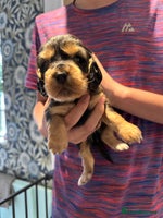 Cocker Spaniel dogs - Advert 3