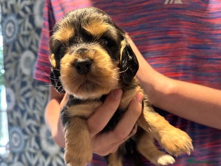 Cocker Spaniel dogs - Advert 2