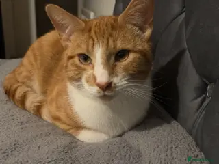 British Shorthair cats Nala & Tigger - Advert 1