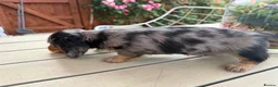 Miniature Dachshund dogs for sale:  Adorable Miniature Dachshund Puppies - Advert 31