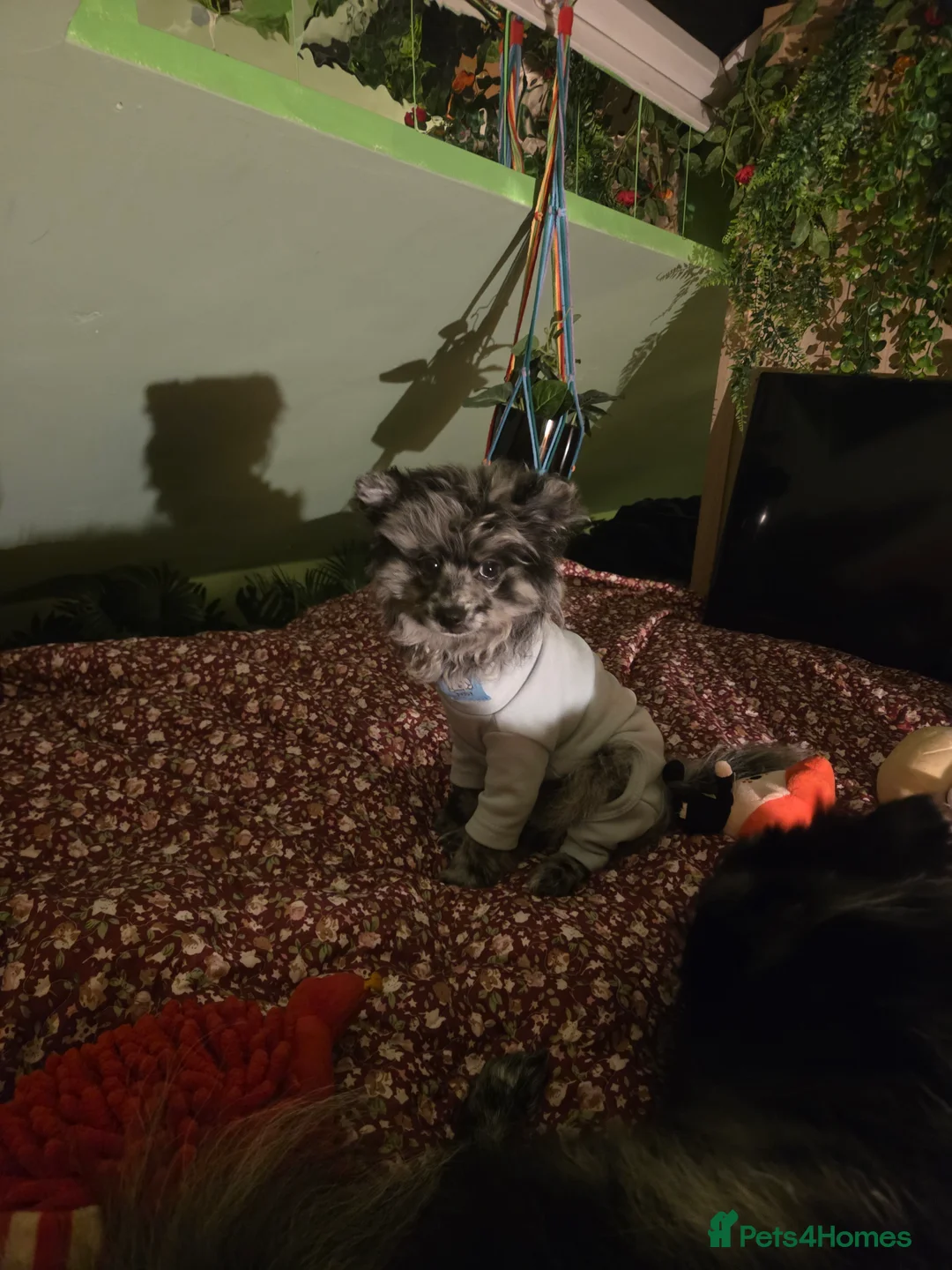 Pomeranian dogs for stud: NEXT GEN BLUE MERLE POM PUPS INCOMING - Advert 3