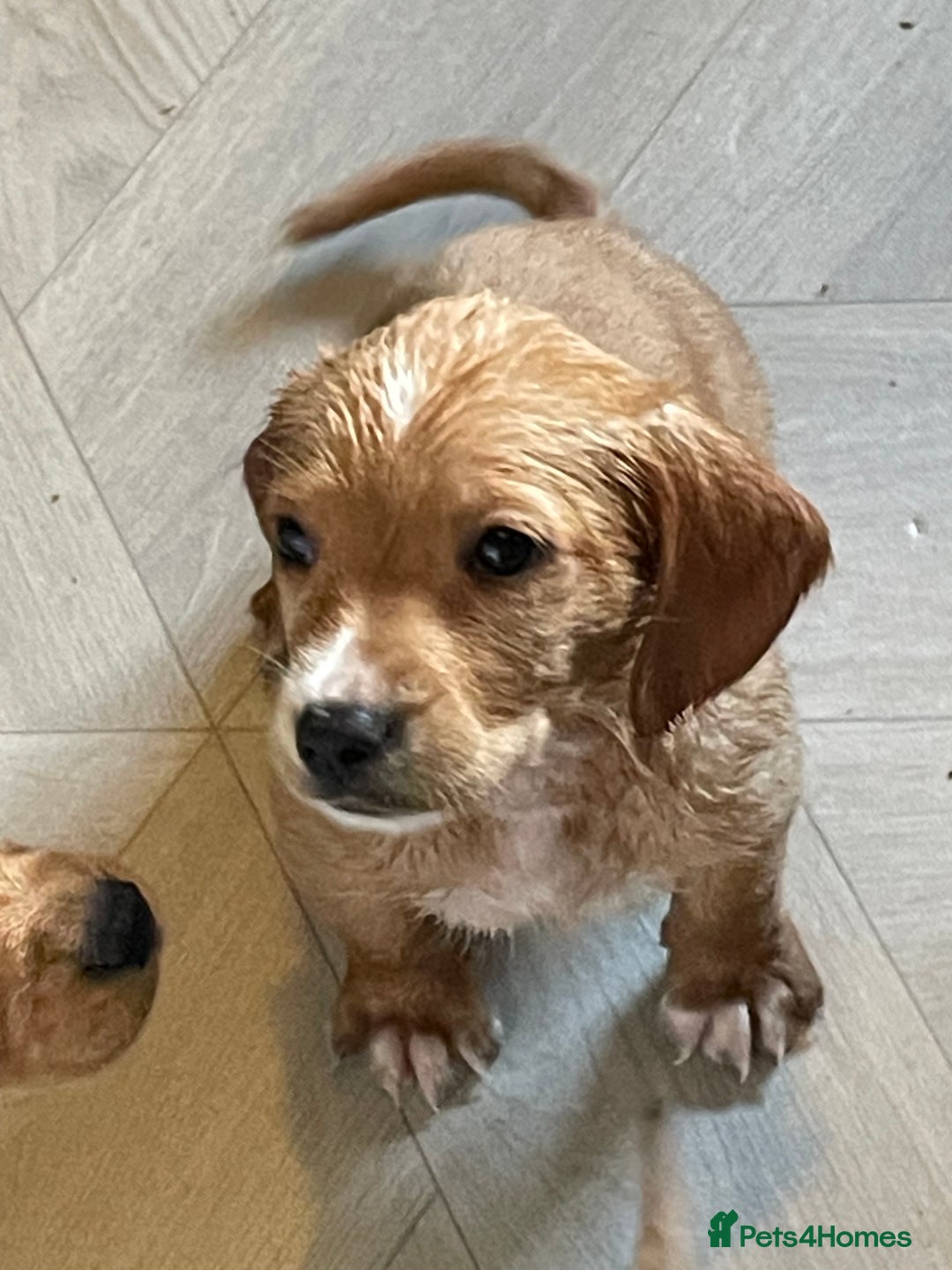 Labrador Retriever dogs for sale: Stunning Labrador puppies ready Wednesday!!! - Image 18