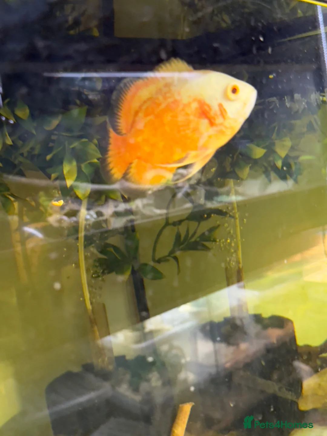 Catfish fish for sale: Fish for sale  - Advert 2