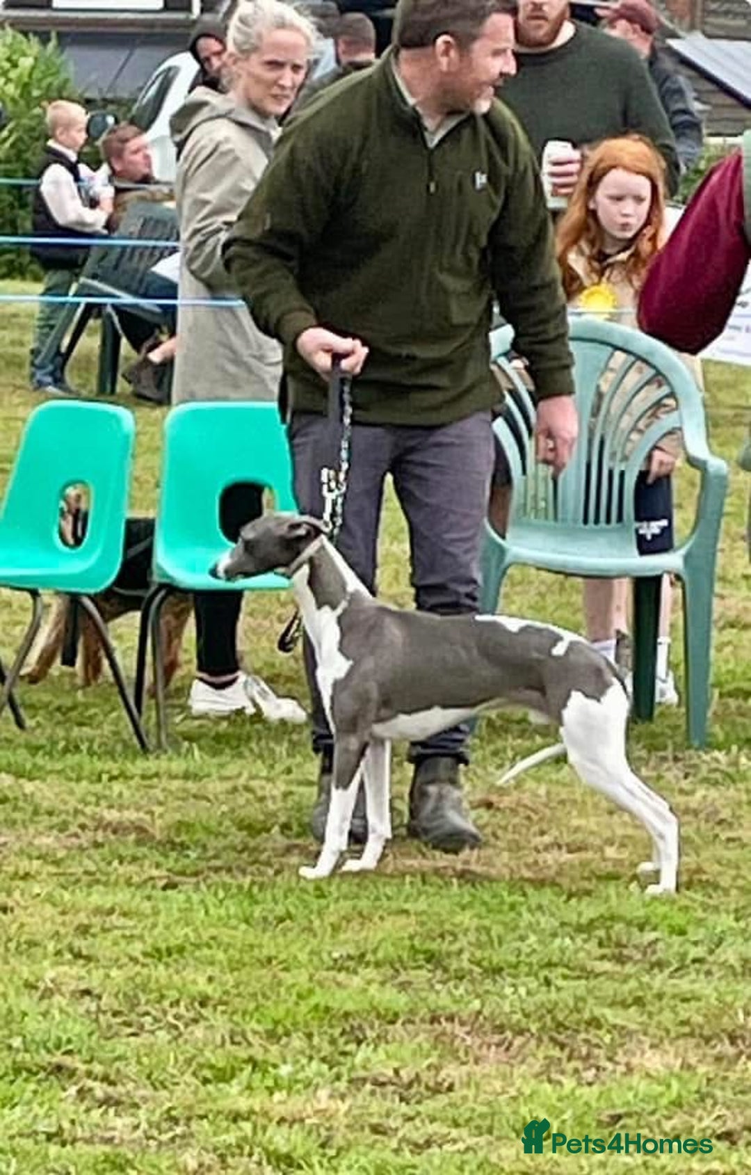 Whippet dogs for sale: 2 Gorgeous KC registered boy whippet puppies  - Advert 5