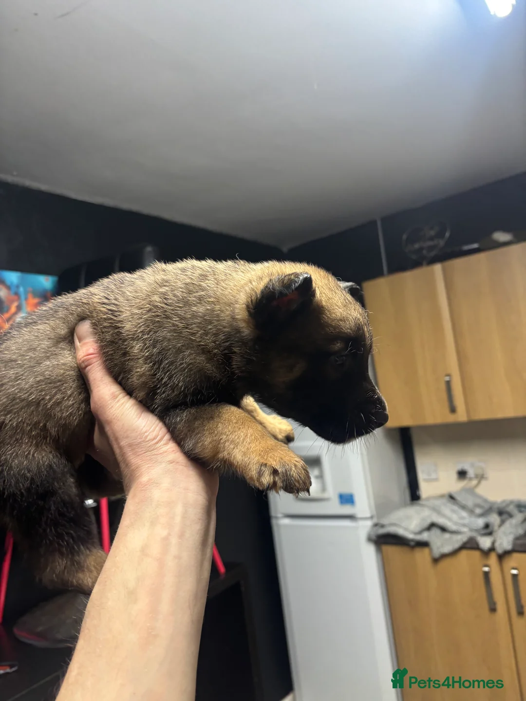 Belgian Shepherd Dog dogs for sale: Belgian shepherd pups - Advert 11