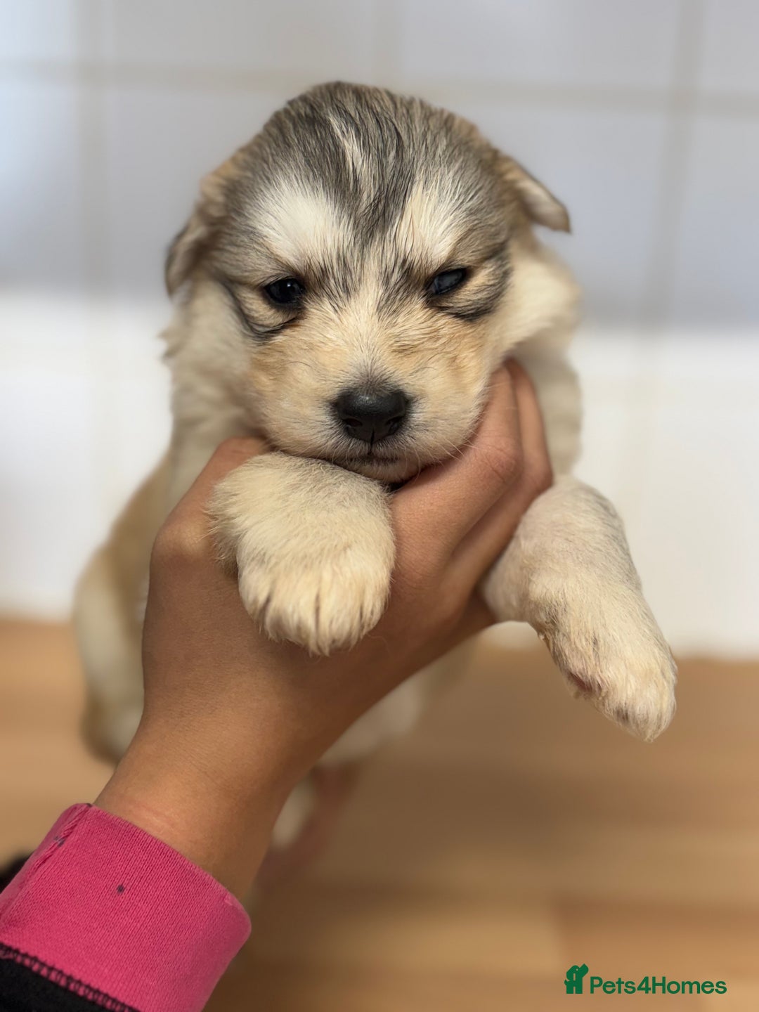 Shepsky dogs for sale: 7 beautiful Shepsky puppy’s available 🫶🏼 - Advert 24