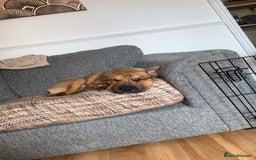 Mixed Breed dogs for sale: Well-Trained Pup Looking for His Forever Home - Image 4