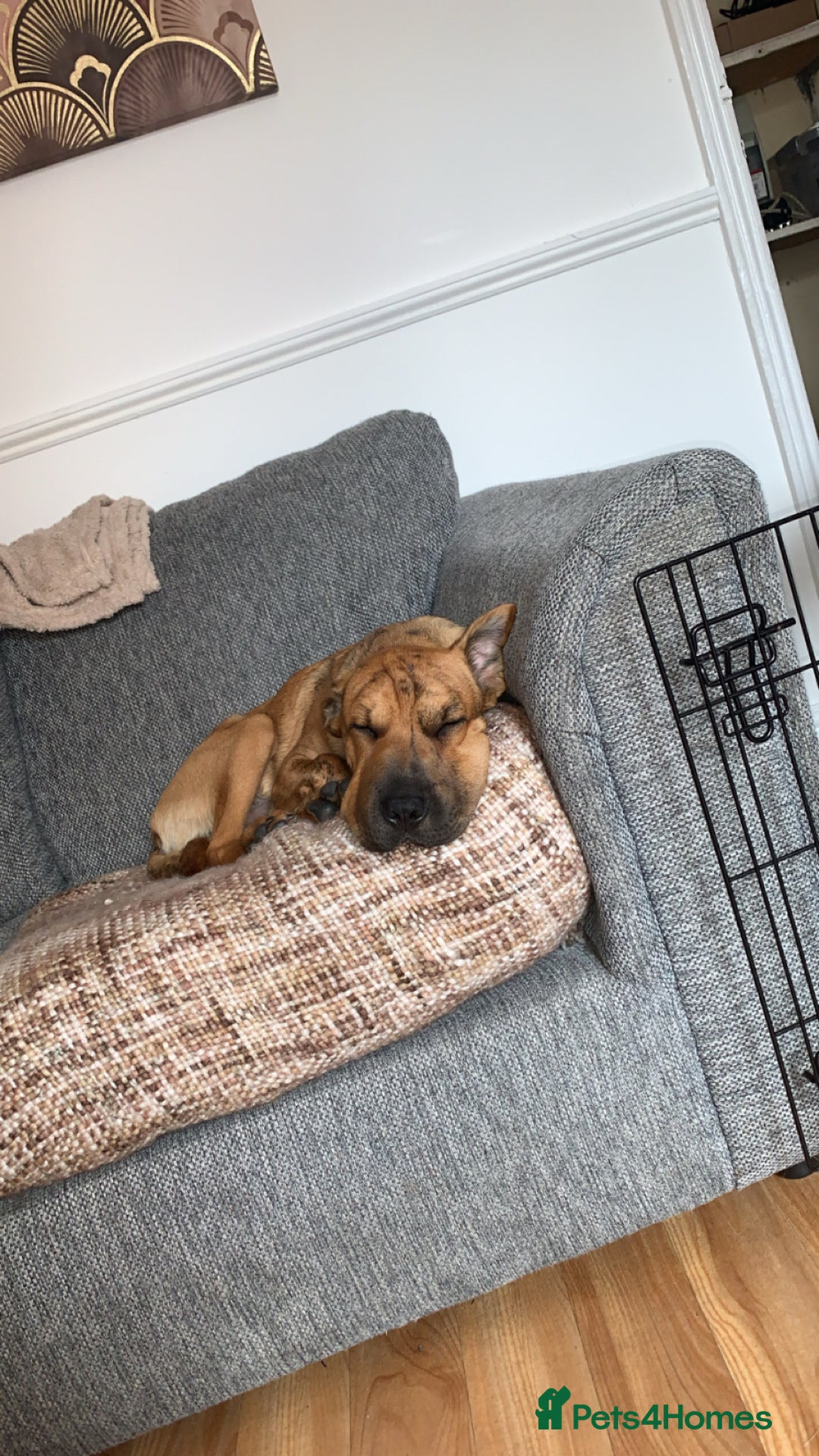 Mixed Breed dogs for sale: Well-Trained Pup Looking for His Forever Home - Image 4