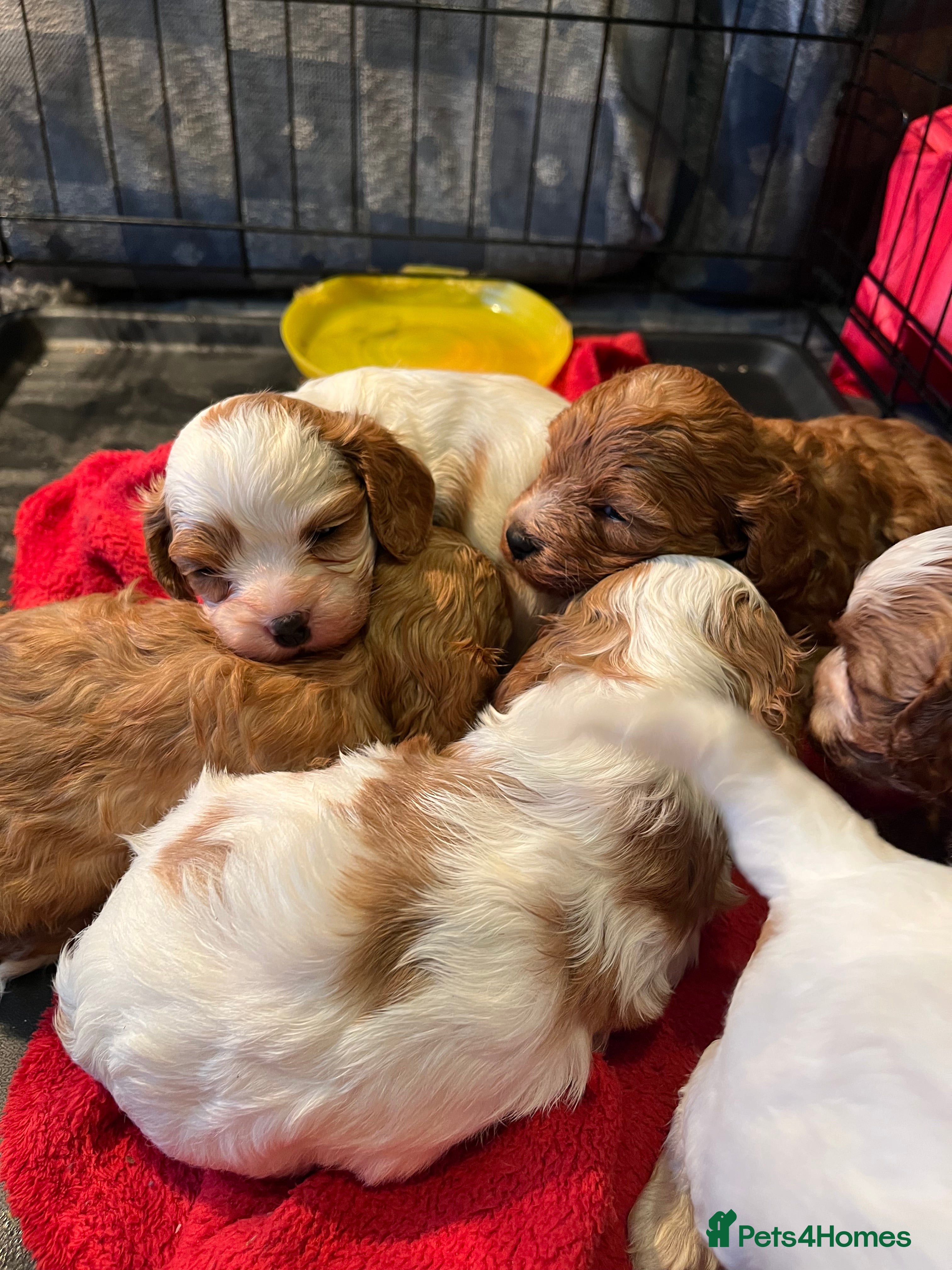 Cavapoo dogs 6 beautiful Cavapoo puppies for sale - Advert 1