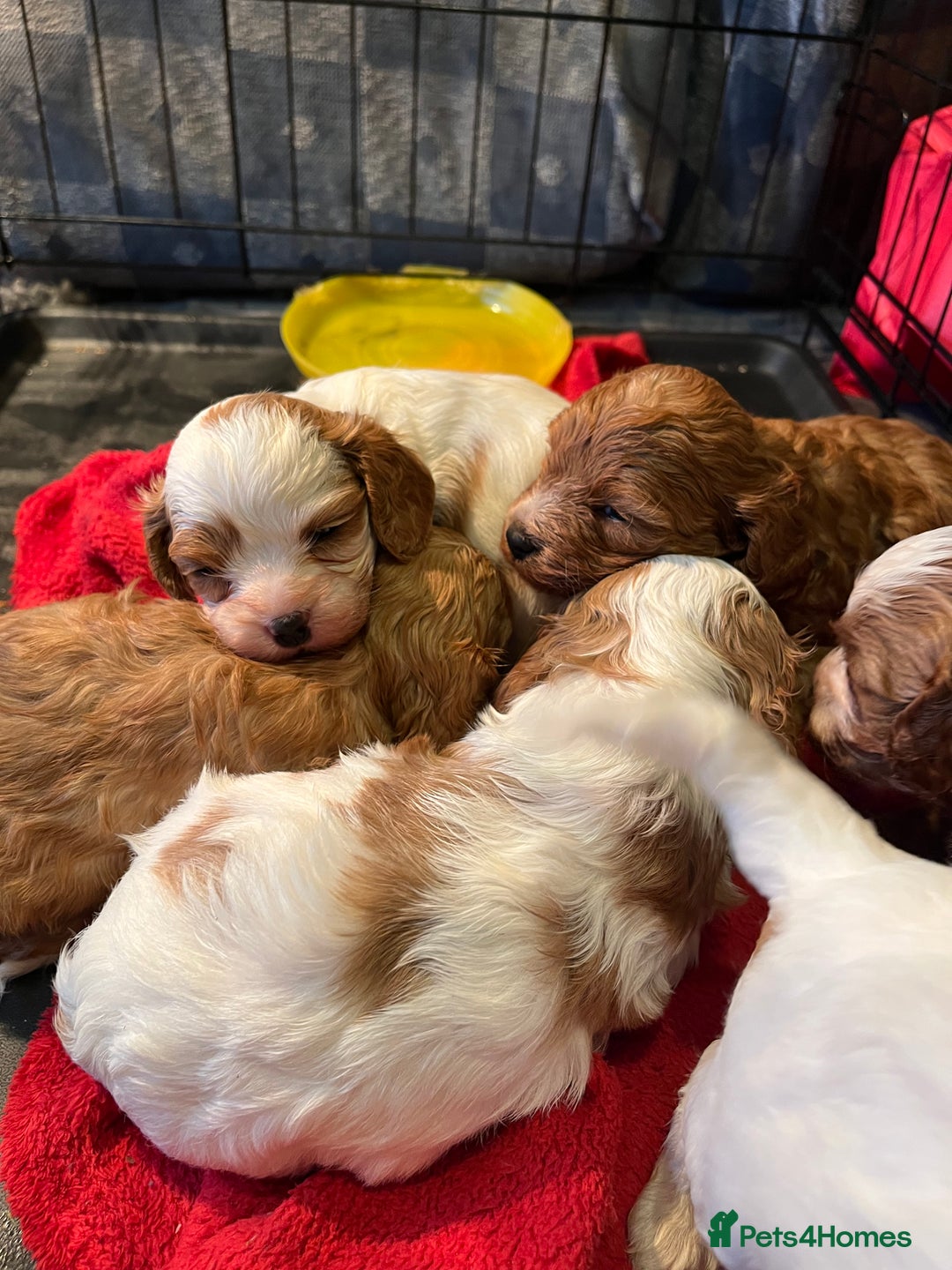 Cavapoo dogs for sale: 6 beautiful Cavapoo puppies for sale - Advert 2