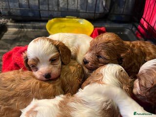 Cavapoo dogs 6 beautiful Cavapoo puppies for sale - Advert 13