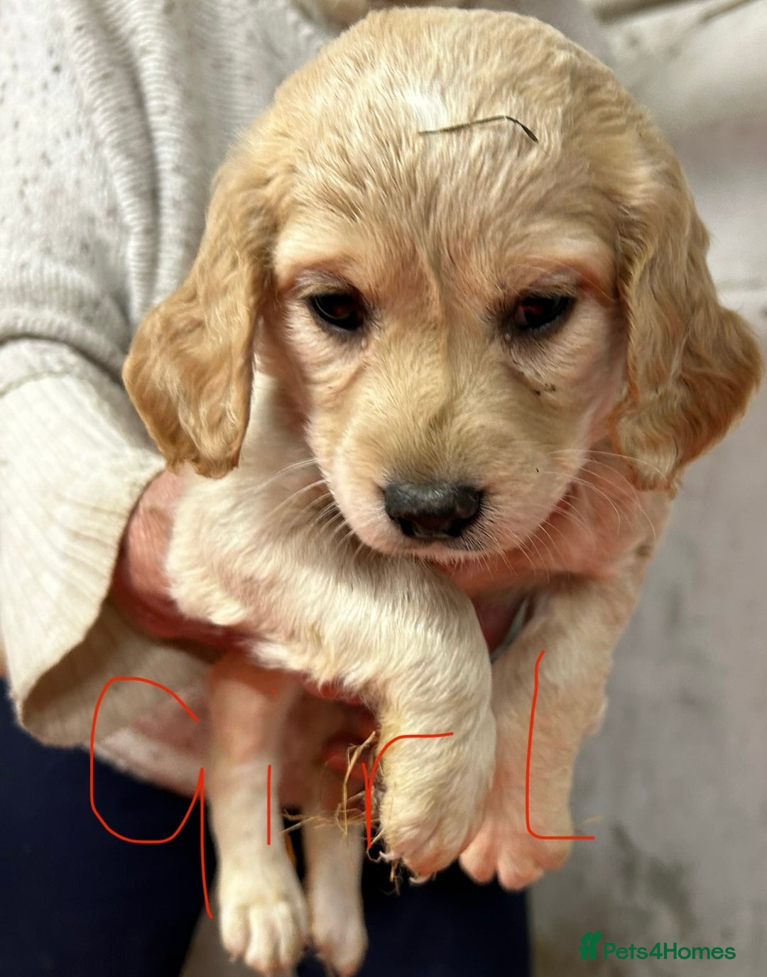 Mixed Breed dogs for sale: Cavapoo Puppies - Advert 3