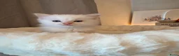 Ragdoll cats for sale: Pure Bred Female Ragdoll Kitten - Advert 5