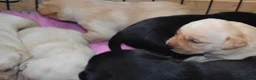 Labrador Retriever dogs for sale: Stunning Working Pedigree Labrador Puppies  in Boston - Advert 3