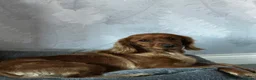 Cocker Spaniel dogs for sale: Beautiful Cocker spaniel pups  - Advert 12
