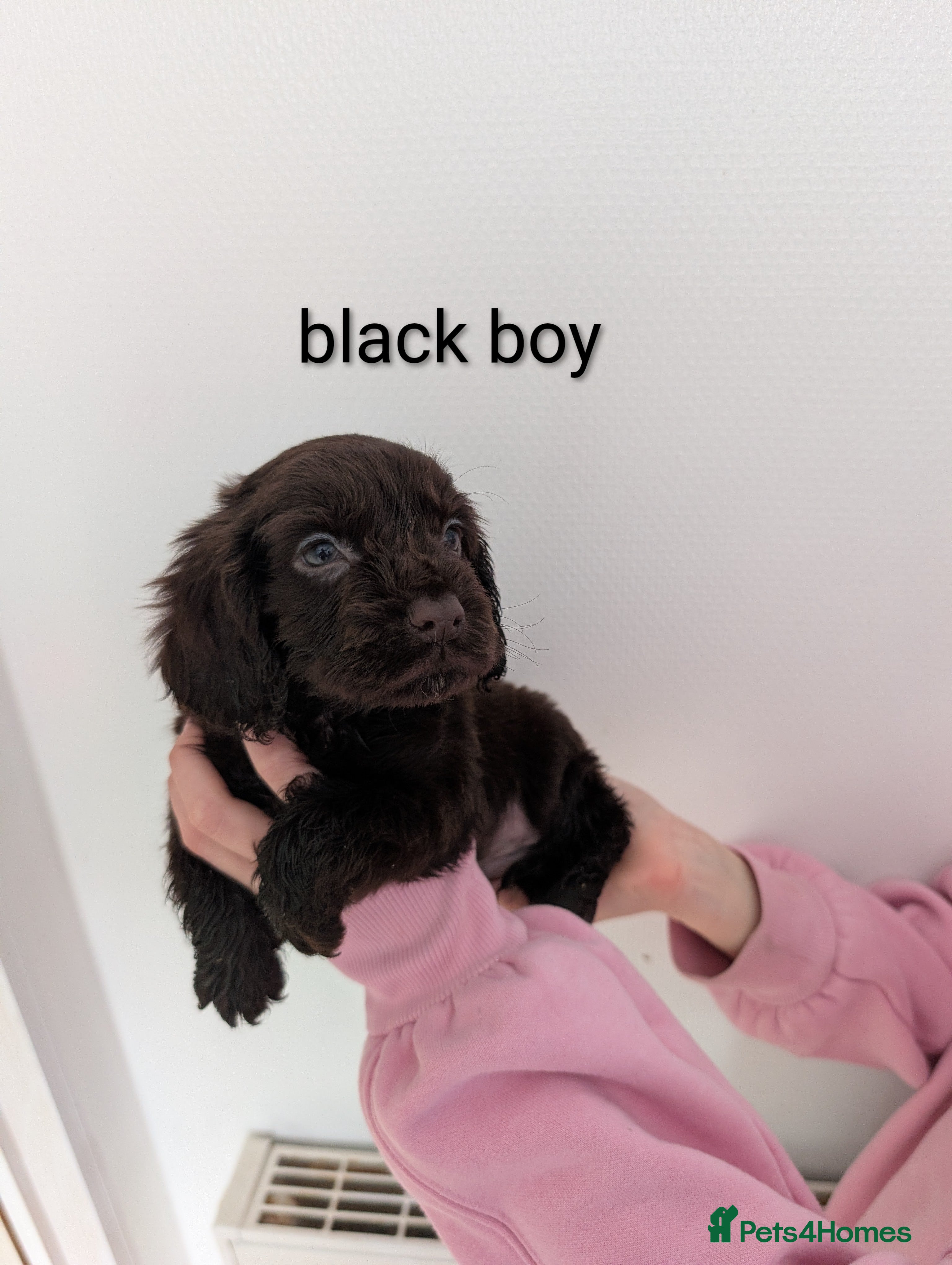 Cocker Spaniel dogs Beautiful cocker spaniel puppy's  - Advert 11