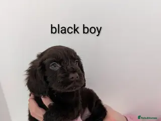 Cocker Spaniel dogs Beautiful cocker spaniel puppy's - Advert 11