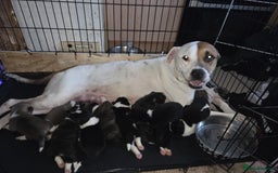 Mixed Breed dogs for sale: mixed breed puppies - Image 11