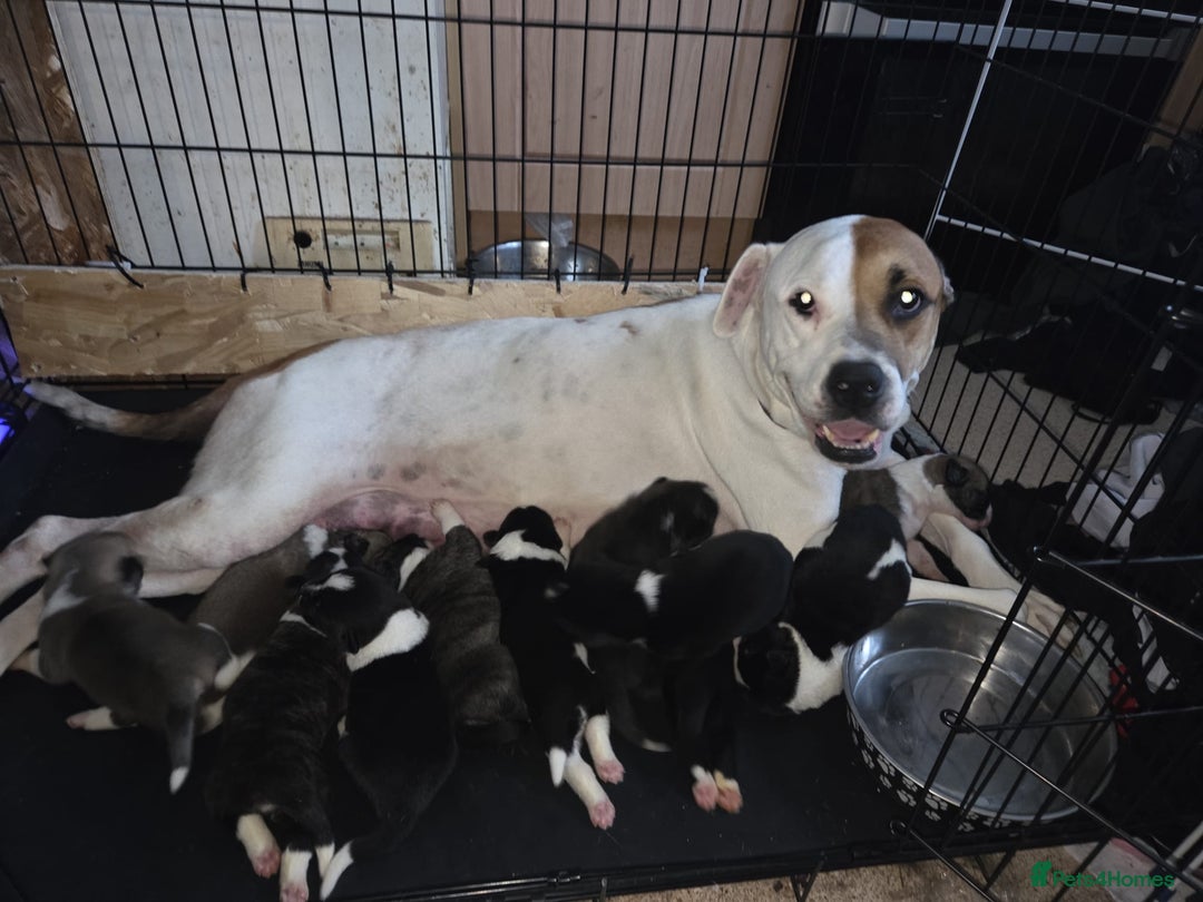 Mixed Breed dogs for sale: mixed breed puppies - Image 11