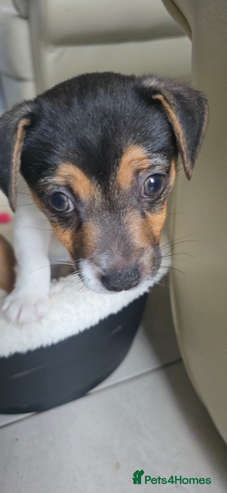 Jack Russell dogs Cutie pie Jack Russell puppies  - Advert 2