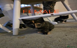 Mixed Breed cats for sale: 2 boys 2 girls kittens available 9 weeks - Image 11