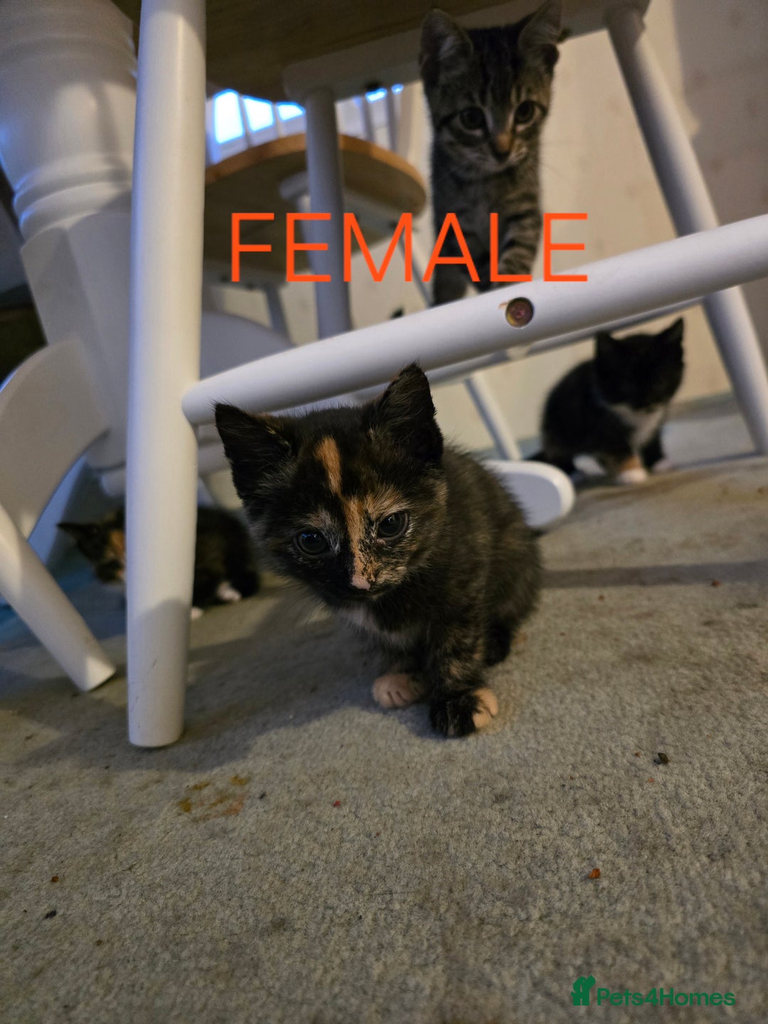 Mixed Breed cats for sale: 2 boys 2 girls kittens available 9 weeks - Image 11