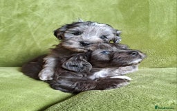 Lhasapoo dogs for sale: Lhasa Apso x Toy Poodle pups. Ready 11.09.25 - Image 9