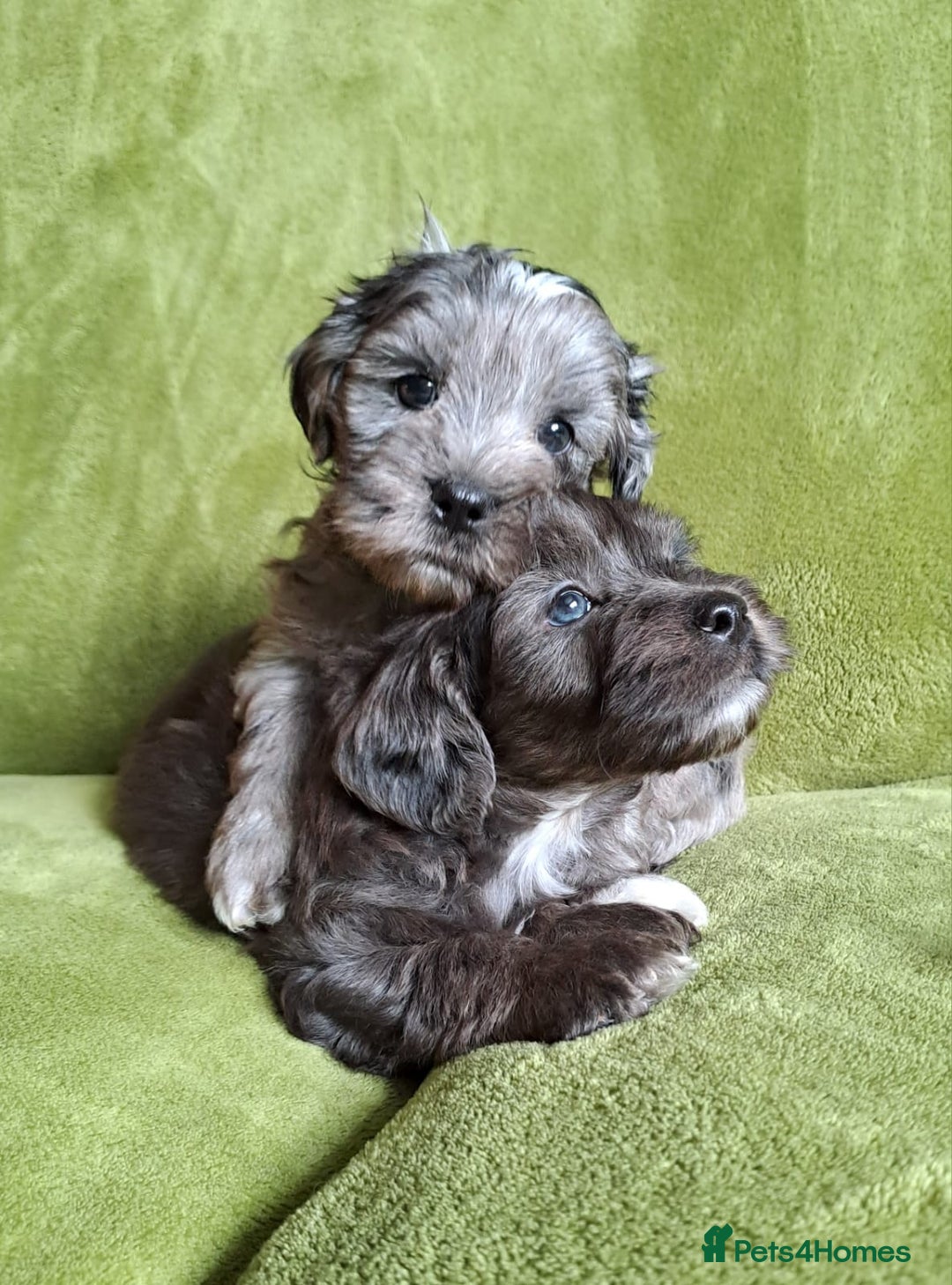 Lhasapoo dogs for sale: Lhasa Apso x Toy Poodle pups. Ready 11.09.25 - Image 9