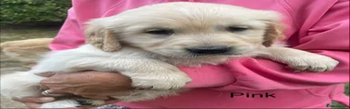 Pink collar