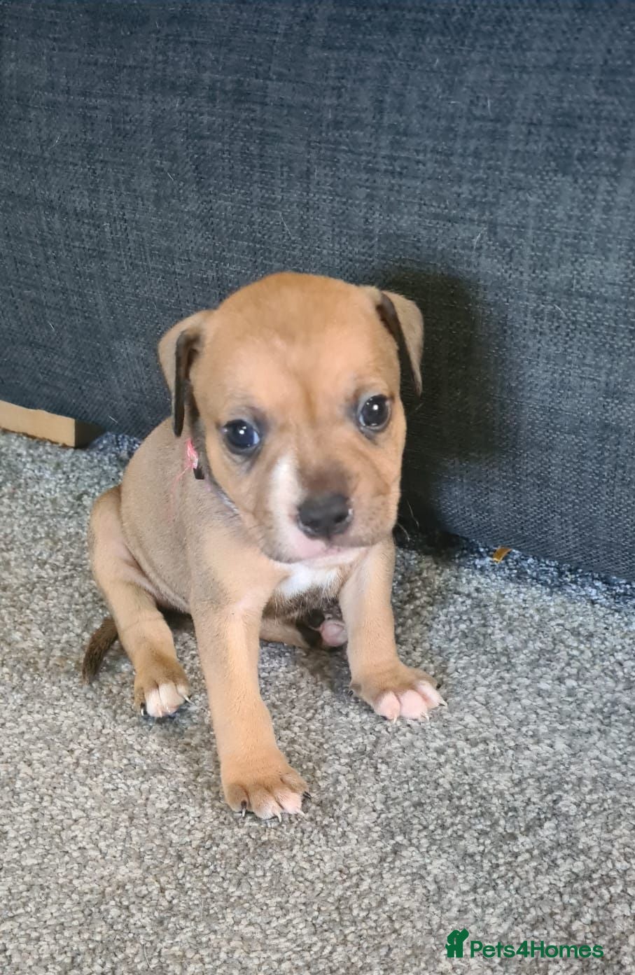 Staffordshire Bull Terrier dogs Staffy puppies **1 girl & 3 boys available *** - Advert 2