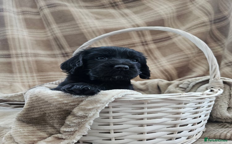 Cocker Spaniel dogs - Advert 9