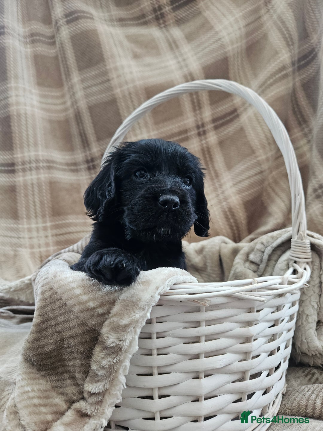 Cocker Spaniel dogs for sale: KC Registered Working Cocker Spaniel Pups - Image 1